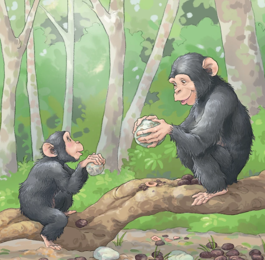 Un jeune chimpanzé observe un adulte