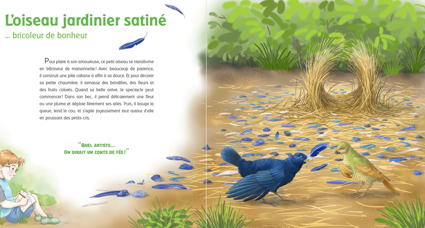 Extrait du tome 5 : L’oiseau jardinier satiné