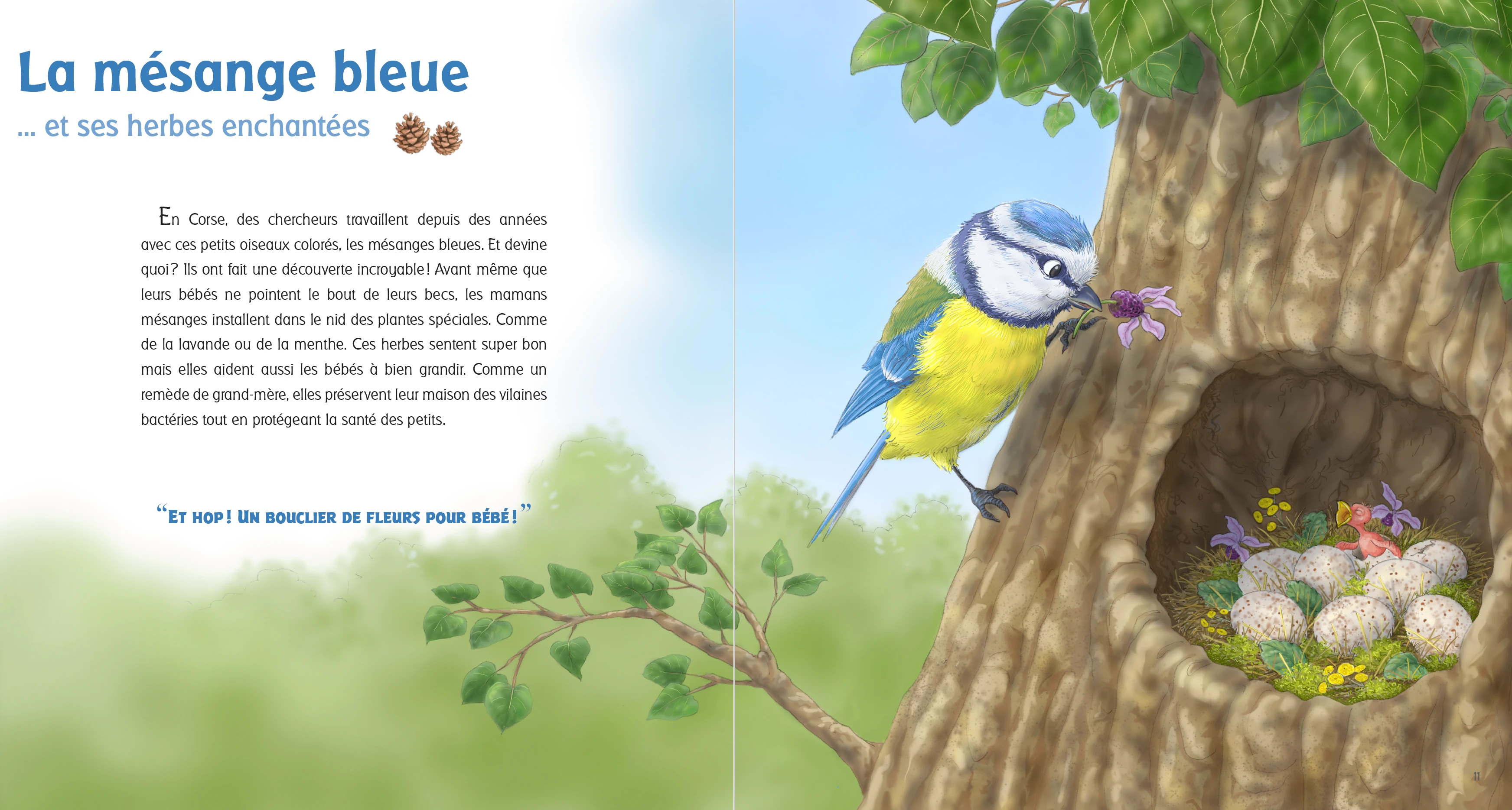 Double-page complète : La mésange bleue
